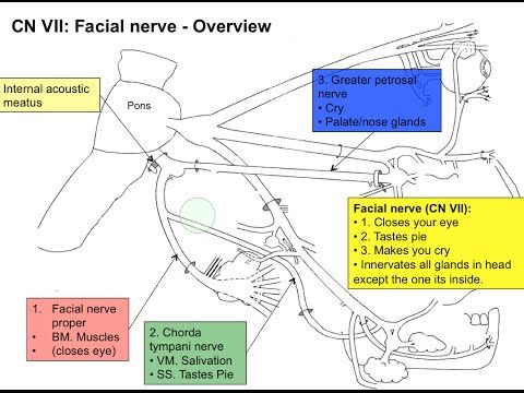 chakra seventh cranial nerve